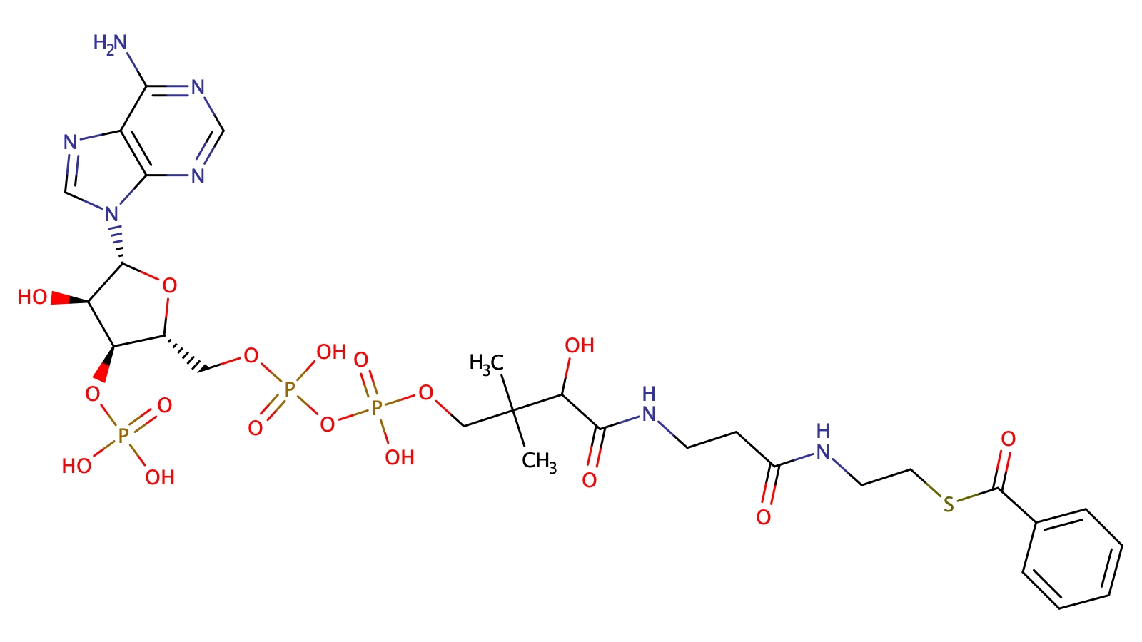 Benzoyl-Coenzyme A