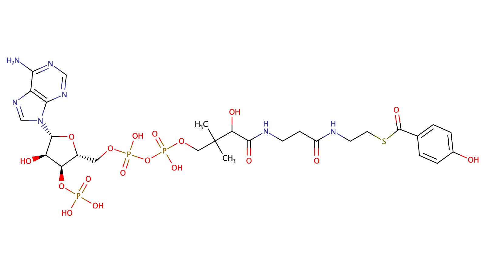 4-hydroxybenzoyl-Coenzyme A